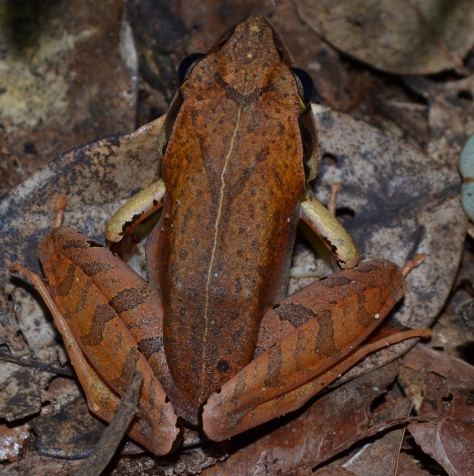 Madagascan Canary Frog (Aglyptodactylus madagascariensis) female specimen. © 2015 - Joshua Ralph - All Rights Reserved.